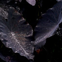 Purple potatoes and rainwater  screen for extension Chrome web store in OffiDocs Chromium