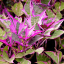 Purple potato vegetables  screen for extension Chrome web store in OffiDocs Chromium