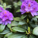 Purple Rhododendron in Bloom  screen for extension Chrome web store in OffiDocs Chromium