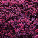 Purple rose stem  screen for extension Chrome web store in OffiDocs Chromium