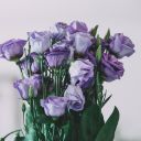 PURPLE ROSE Theme  screen for extension Chrome web store in OffiDocs Chromium