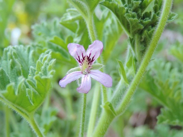 Descarga gratuita Purple Scented Geranium Bloom: foto o imagen gratuita para editar con el editor de imágenes en línea GIMP