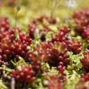 Purple stone lotus  screen for extension Chrome web store in OffiDocs Chromium