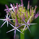 Purple sword flower  screen for extension Chrome web store in OffiDocs Chromium