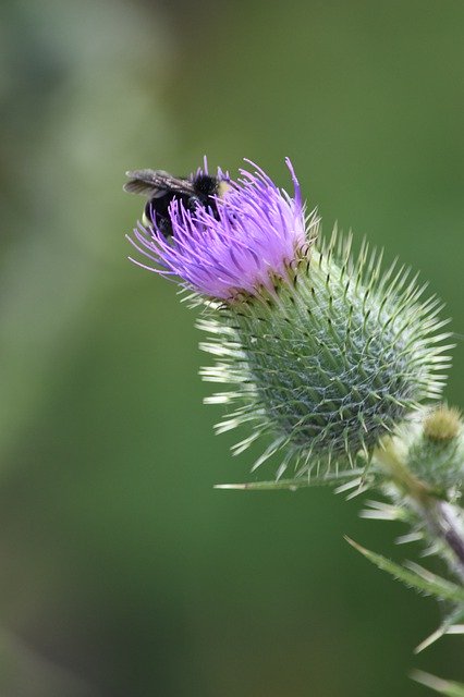 Descarga gratuita Purple Thistle Blossom: foto o imagen gratuita para editar con el editor de imágenes en línea GIMP