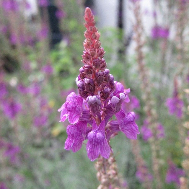 Download grátis Purple Toadflax - foto ou imagem grátis para ser editada com o editor de imagens online GIMP