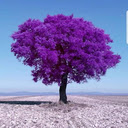 Purple tree wallpaper  screen for extension Chrome web store in OffiDocs Chromium