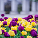 Purple tulip and pink tulip garden wallpaper  screen for extension Chrome web store in OffiDocs Chromium