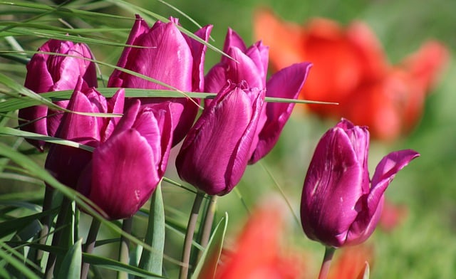 Free download purple tulips tulips purple flowers free picture to be edited with GIMP free online image editor