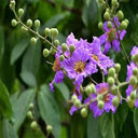 Purple wallflower wallpaper  screen for extension Chrome web store in OffiDocs Chromium