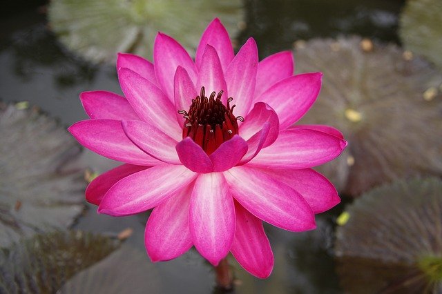 Muat turun percuma Purple Water Lily Pond - foto atau gambar percuma untuk diedit dengan editor imej dalam talian GIMP