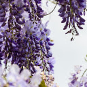 Purple white flowers  screen for extension Chrome web store in OffiDocs Chromium