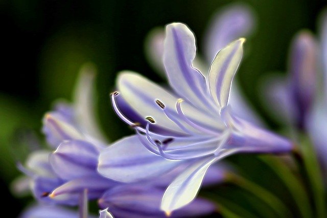 Free download Purple White Glowing -  free illustration to be edited with GIMP free online image editor