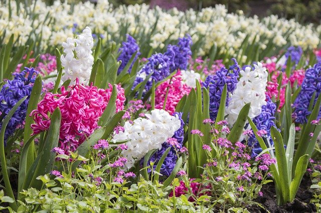 ดาวน์โหลดฟรี Purple White Pink - ภาพถ่ายหรือรูปภาพฟรีที่จะแก้ไขด้วยโปรแกรมแก้ไขรูปภาพออนไลน์ GIMP