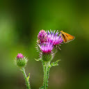 Purple Wildflowers  screen for extension Chrome web store in OffiDocs Chromium