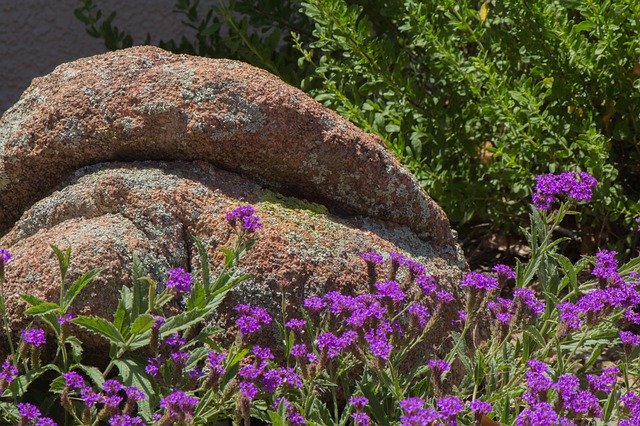 Descărcare gratuită Purple Wild Flowers Nature - fotografie sau imagini gratuite pentru a fi editate cu editorul de imagini online GIMP