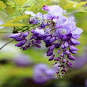 Purple Wisteria Wallpaper  screen for extension Chrome web store in OffiDocs Chromium