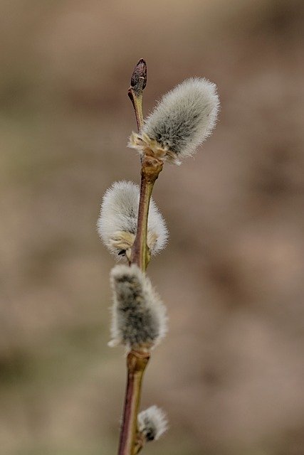 Free download Pussy Willows Spring Branch -  free photo or picture to be edited with GIMP online image editor