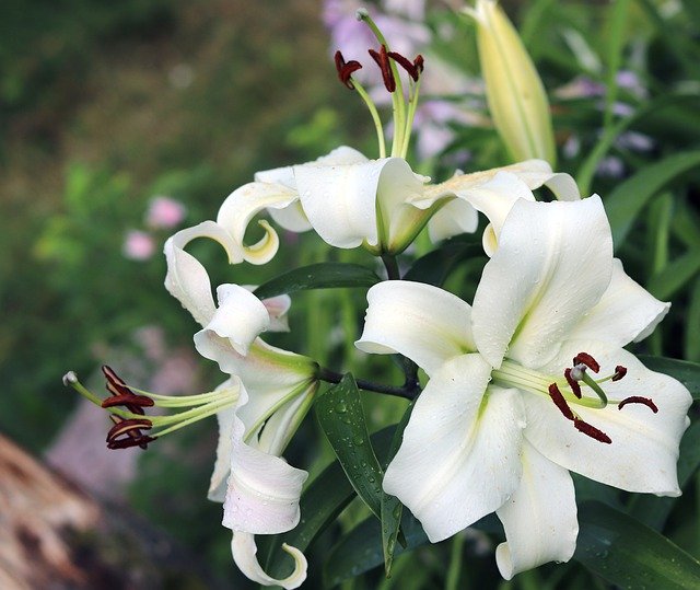 Download gratuito Puulilja Wood Lily Flower - foto o immagine gratuita da modificare con l'editor di immagini online GIMP
