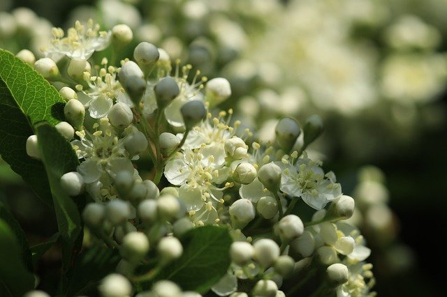 Free download Pyracantha Bush Garden -  free photo or picture to be edited with GIMP online image editor