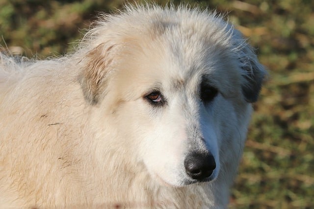 Bezpłatne pobieranie pirenejskiego psa pasterskiego wielkie pireneje darmowe zdjęcie do edycji za pomocą bezpłatnego edytora obrazów online GIMP