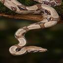 python wallpaper  screen for extension Chrome web store in OffiDocs Chromium