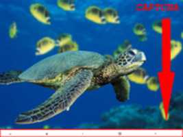 Free download qs free photo or picture to be edited with GIMP online image editor