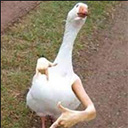 Quack Friend  screen for extension Chrome web store in OffiDocs Chromium