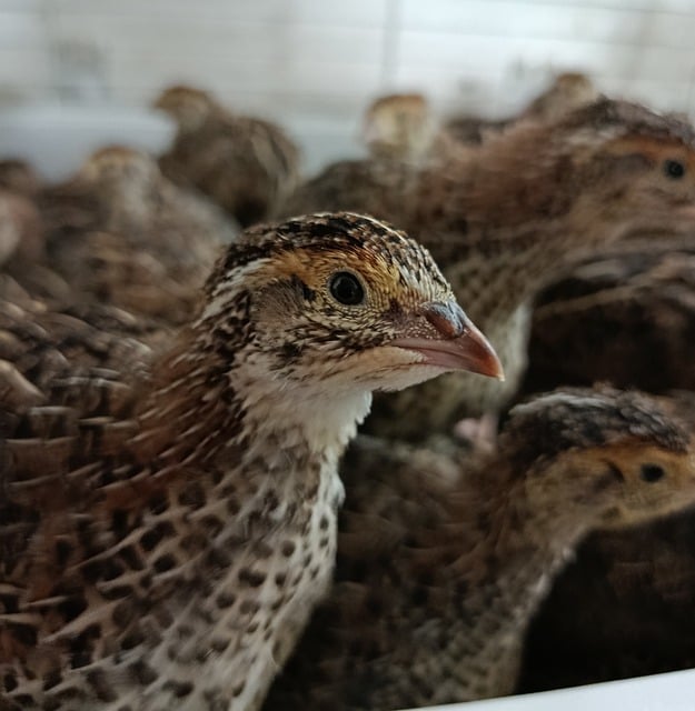 Free download quail bird products free picture to be edited with GIMP free online image editor