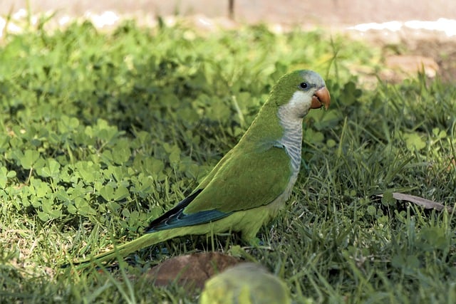 Free download quaker parrot animal bird green free picture to be edited with GIMP free online image editor