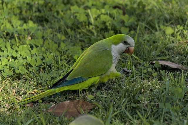 Scarica gratuitamente l'immagine gratuita di quaker pappagallo uccello animale verde da modificare con l'editor di immagini online gratuito GIMP