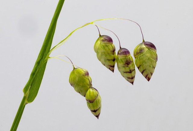 Descărcare gratuită Quaking Grass Ornamental - fotografie sau imagini gratuite pentru a fi editate cu editorul de imagini online GIMP