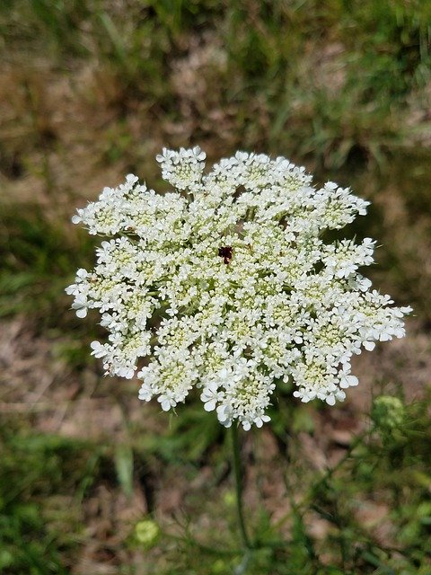 Free download Queen AnneS Lace -  free photo or picture to be edited with GIMP online image editor