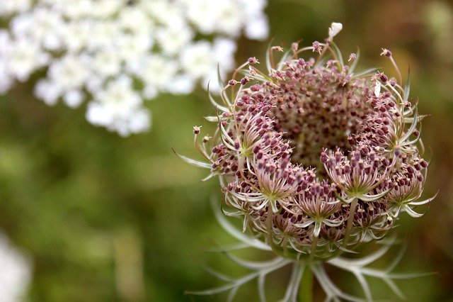 Muat turun percuma Queen AnneS Lace Bloom Plant - foto atau gambar percuma untuk diedit dengan editor imej dalam talian GIMP