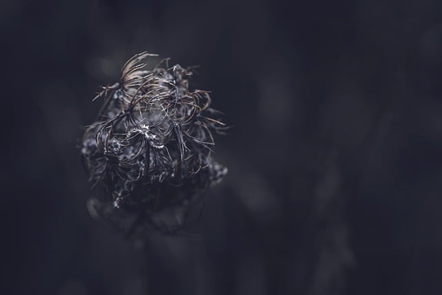 Бесплатно скачать кружевной сухой цветок королевы Анны бесплатное изображение для редактирования с помощью бесплатного онлайн-редактора изображений GIMP
