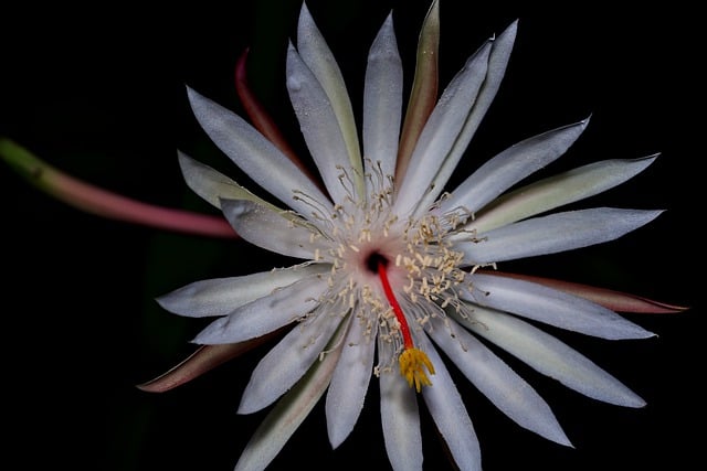 Free download queen of the night free picture to be edited with GIMP free online image editor