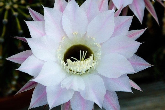 Free download Queen Of The Night Cactus -  free photo or picture to be edited with GIMP online image editor