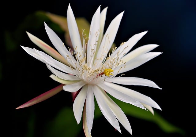Descarga gratuita de la imagen gratuita de la flor de la reina de la noche para editar con el editor de imágenes en línea gratuito GIMP