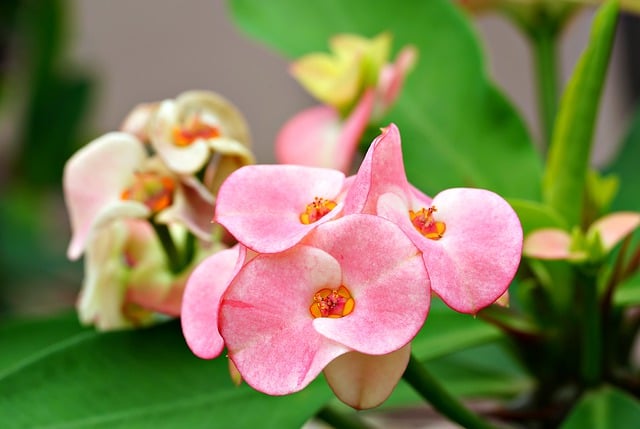 GIMP ücretsiz çevrimiçi resim düzenleyiciyle düzenlenecek ücretsiz indir dikenli kraliçe çiçek bitkisi ücretsiz resmi