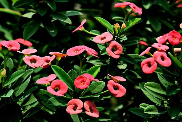دانلود رایگان عکس گیاه گل ملکه خار برای ویرایش با ویرایشگر تصویر آنلاین رایگان GIMP