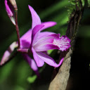 Queen purple orchid  screen for extension Chrome web store in OffiDocs Chromium