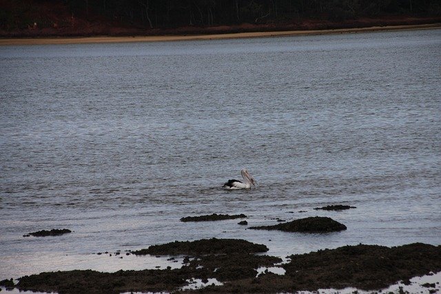 Free download Queensland Pelican Brisbane -  free photo or picture to be edited with GIMP online image editor