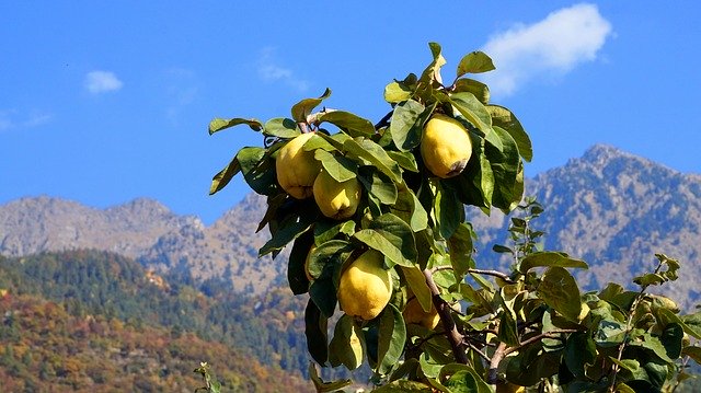 Free download Quince Autumn South Tyrol -  free photo or picture to be edited with GIMP online image editor