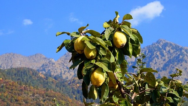 Download grátis Quince Autumn South Tyrol - foto ou imagem gratuita para ser editada com o editor de imagens online GIMP