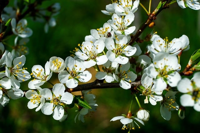 Free download quince bloom garden nature plants free picture to be edited with GIMP free online image editor