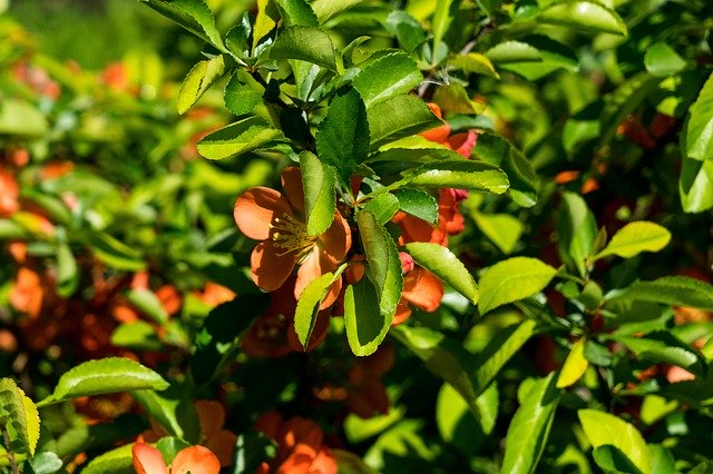 تنزيل مجاني Quince Bloom Spring - صورة مجانية أو صورة لتحريرها باستخدام محرر الصور عبر الإنترنت GIMP