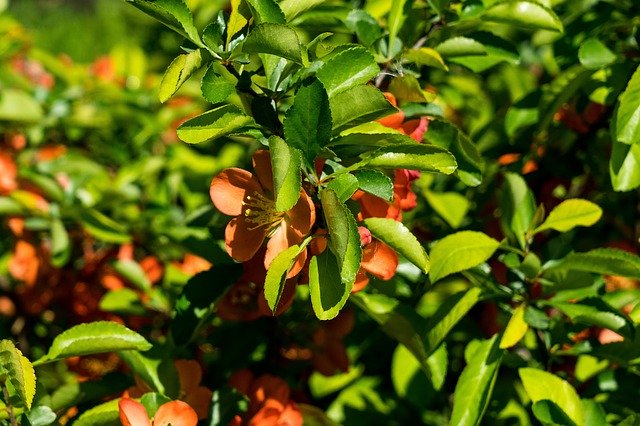 Free download Quince Bloom Spring -  free photo or picture to be edited with GIMP online image editor