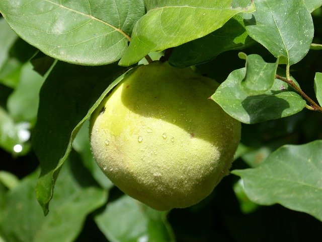 Free download Quince Codony Fruit -  free photo or picture to be edited with GIMP online image editor