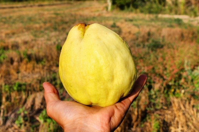 Free download Quince Fruit Field -  free photo or picture to be edited with GIMP online image editor