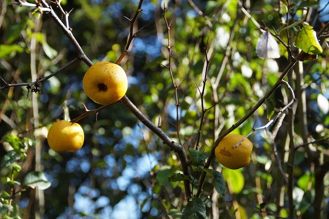 Free picture Quince Fruits Yellow -  to be edited by GIMP free image editor by OffiDocs